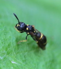 Symmorphus canadensis