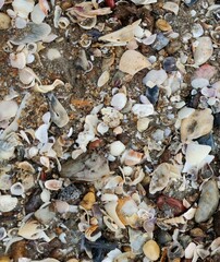 Mollusca
