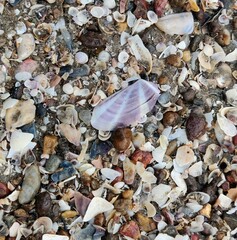 Mollusca