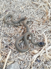 Hierophis viridiflavus