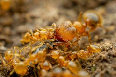 Pheidole tysoni