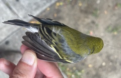 Setophaga pensylvanica