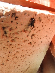 Gryllus veletis