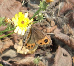 Erebia montanus