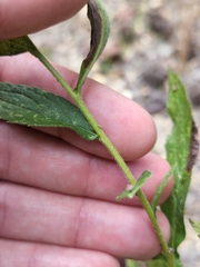 Solidago
