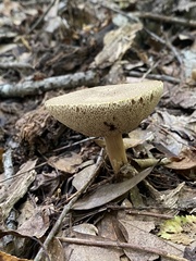 Boletaceae