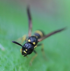 Symmorphus canadensis