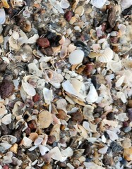Mollusca