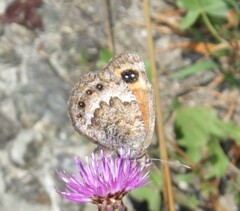 Erebia montanus