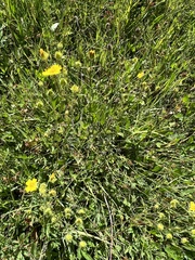 Potentilla gracilis