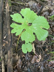 Sanguinaria canadensis