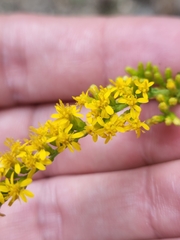 Solidago
