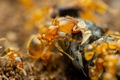 Pheidole tysoni