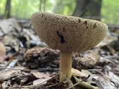 Boletaceae