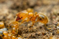 Pheidole tysoni