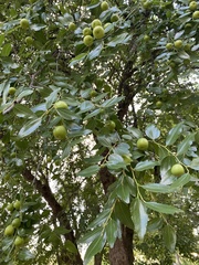 Ziziphus jujuba