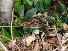 Bothrops
