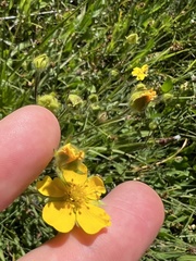 Potentilla gracilis