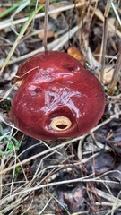 Suillus clintonianus