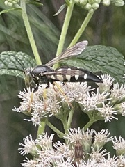 Bicyrtes quadrifasciatus