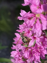 Anthidium manicatum