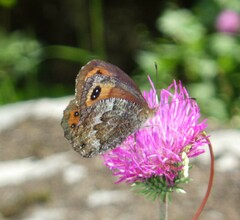 Erebia montanus