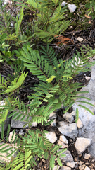 Acaciella angustissima