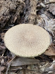 Boletaceae