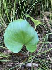 Calla palustris