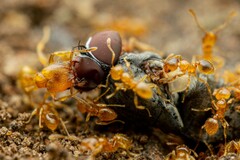 Pheidole tysoni