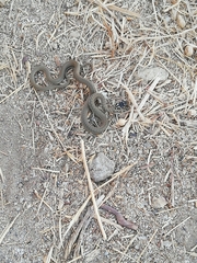 Hierophis viridiflavus