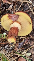 Suillus clintonianus