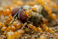Pheidole tysoni