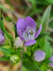 Gentianella germanica