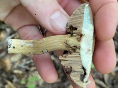 Boletaceae