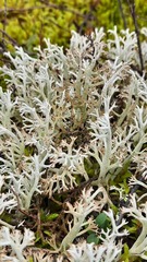 Cladonia rangiferina