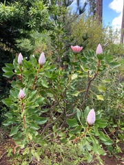 Protea cynaroides