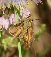 Atalopedes campestris