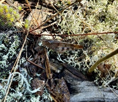 Trimerotropini