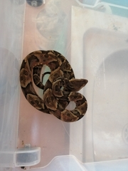 Bothrops