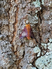 Anisota pellucida