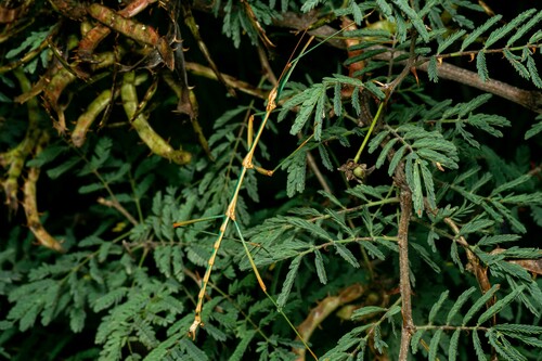 Arizona Walkingstick photo 5
