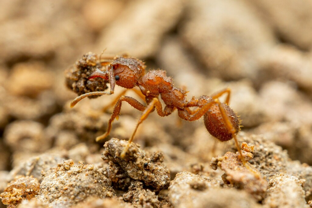 Trachymyrmex carinatus