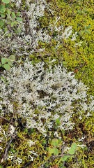 Cladonia rangiferina