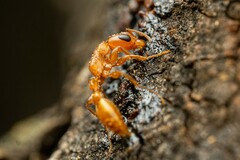 Pseudomyrmex apache