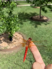 Libellula croceipennis