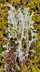 Cladonia rangiferina