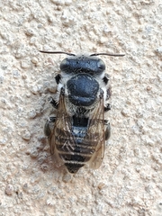 Megachilinae