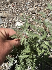 Salvia yangii
