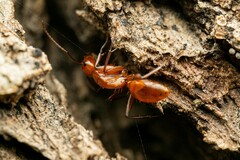Camponotus schaefferi